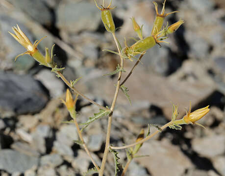 Image of Inyo blazingstar