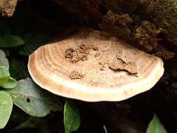 Image of Trametes orientalis (Yasuda) Imazeki 1943