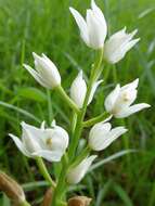 Cephalanthera longifolia (L.) Fritsch resmi