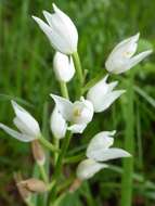 Cephalanthera longifolia (L.) Fritsch resmi