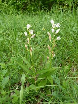 Image of Sword-leaved helleborine