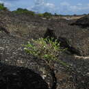 Imagem de Euploca filiformis (Lehm.) J. I. M. Melo & Semir