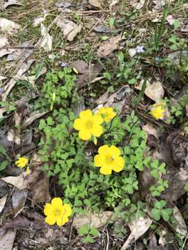 Image of Texas woodsorrel