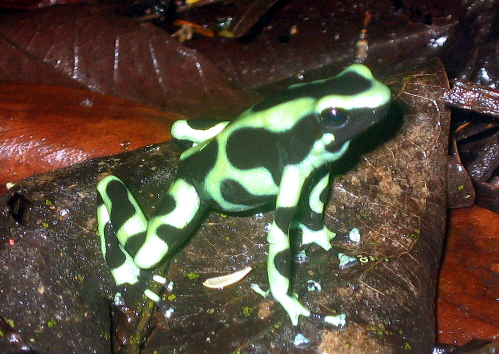 Image of Gold Arrow-poison Frog