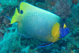 Image of Blue-face Angelfish