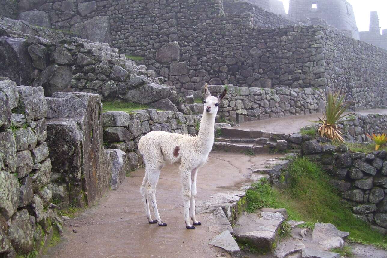 Image of llama