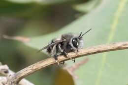 Image of Anthophora alluaudi Pérez 1902