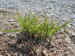 Image of Branched St Bernard's lily