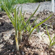 Image of Branched St Bernard's lily