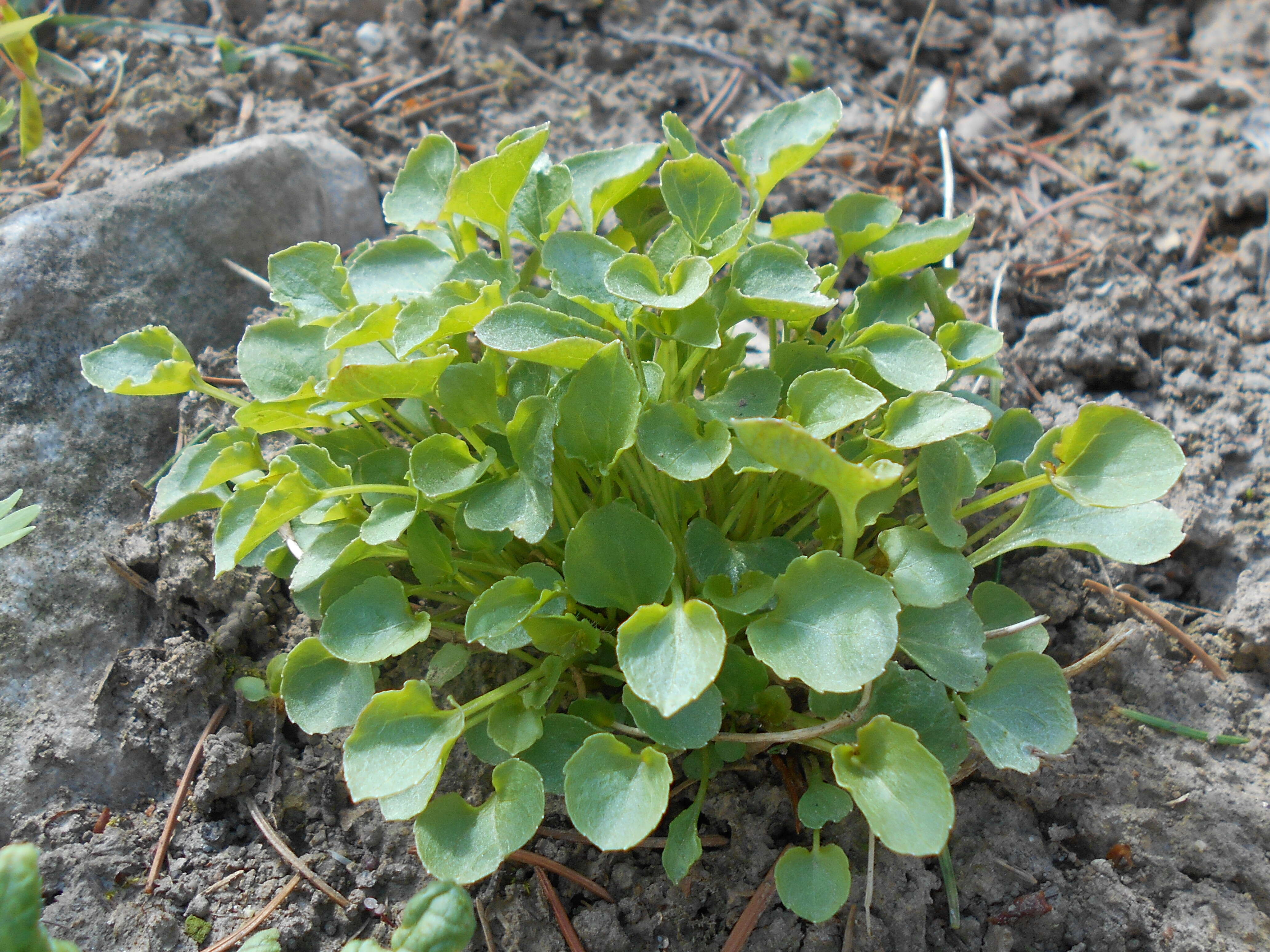 Image of tussock bellflower