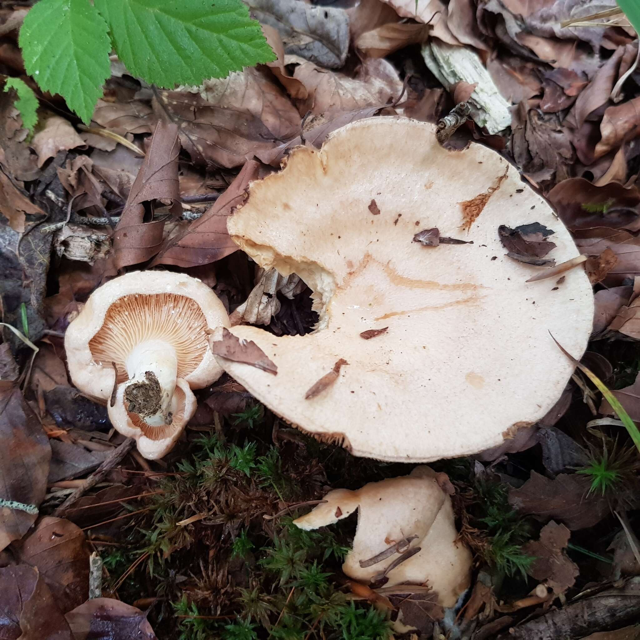 Image de Lactarius illyricus Piltaver 1992