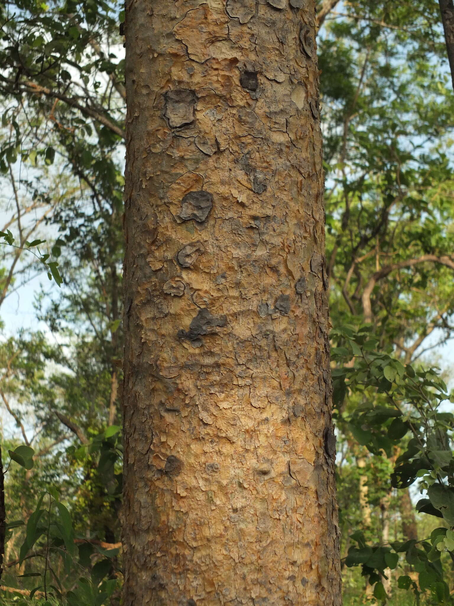 Plancia ëd Boswellia serrata Roxb. ex Colebr.