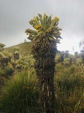 Image of Espeletia pycnophylla Cuatrec.