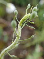 Image of Hyaloperonospora camelinae