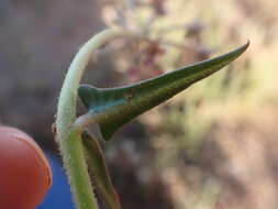 Sivun Asclepias multicaulis (E. Mey.) Schltr. kuva