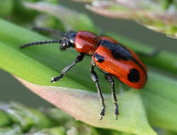 Image of <i>Crioceris quinquepunctata</i>