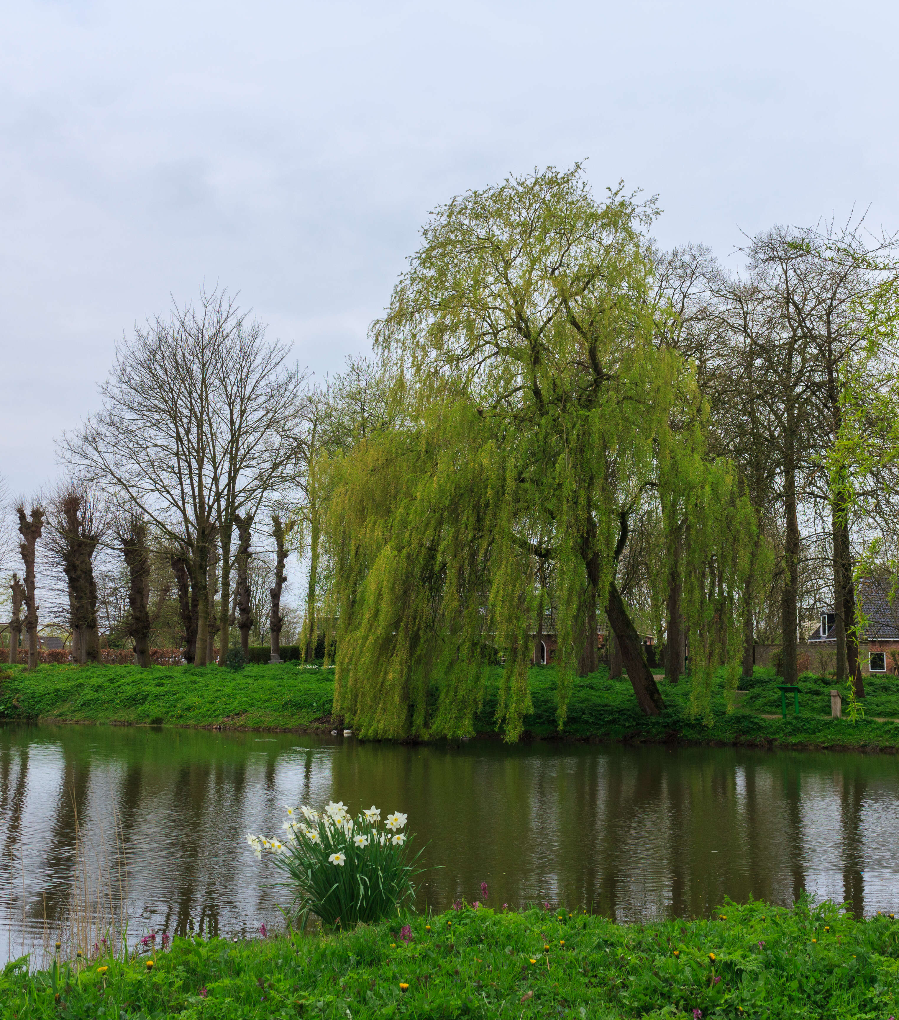 Image of Peking Willow