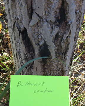 Image of Butternut canker fungus