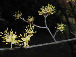 Plancia ëd Cornus officinalis Siebold & Zucc.