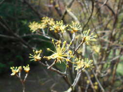 Plancia ëd Cornus officinalis Siebold & Zucc.