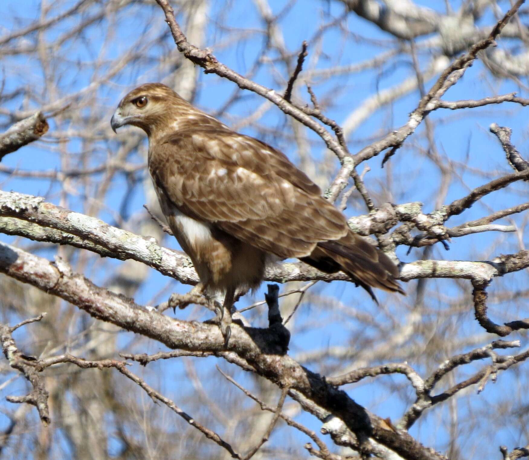 Image of Madagascan Buzzard