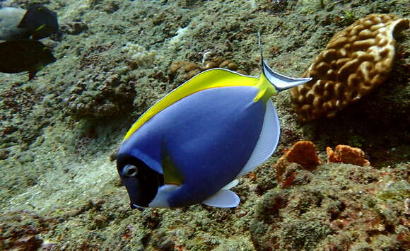 Image of Blue Surgeonfish