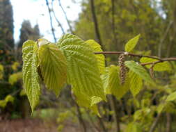 Image of Beaked Hazel