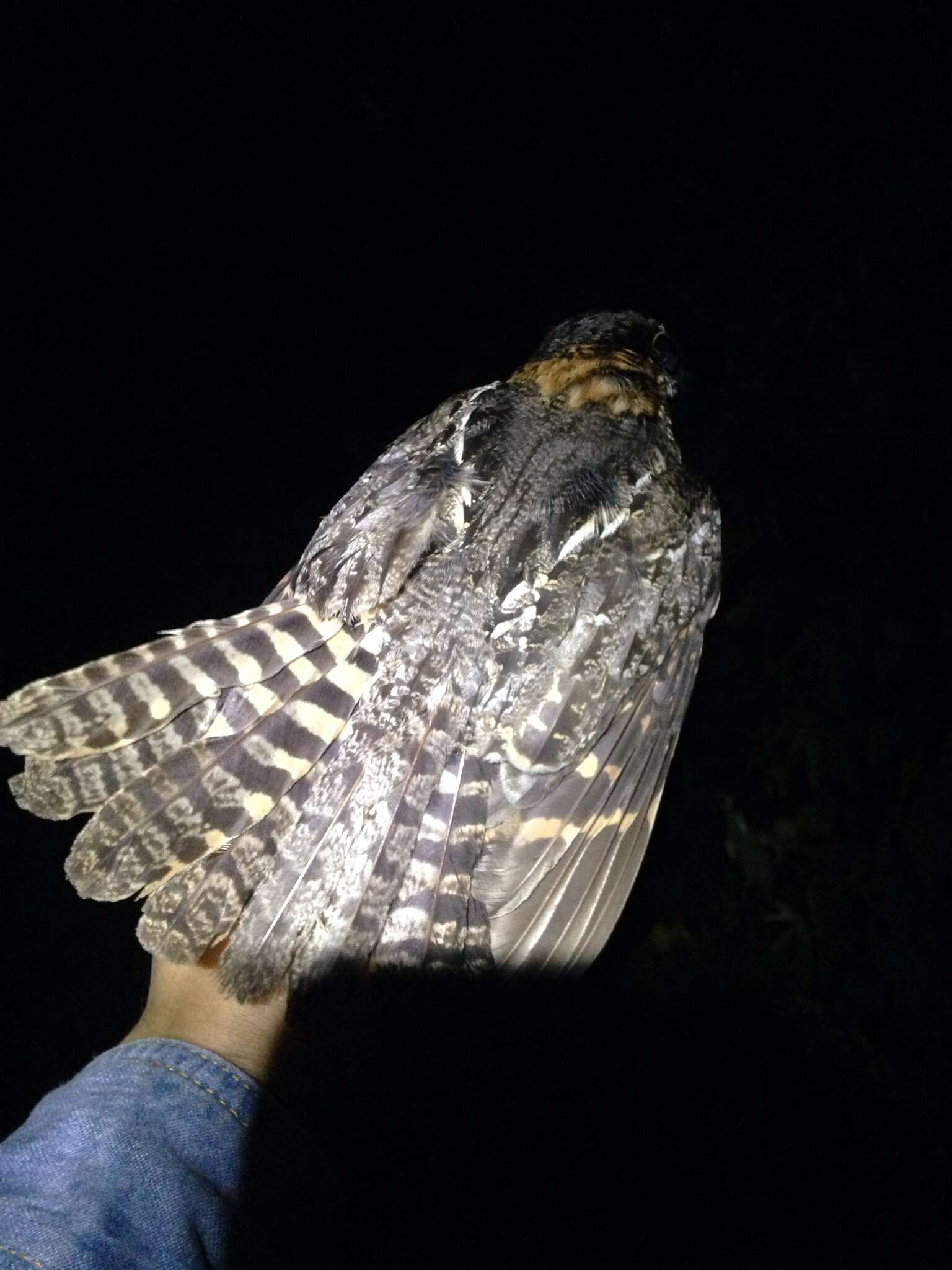 Image of White-tailed Nightjar