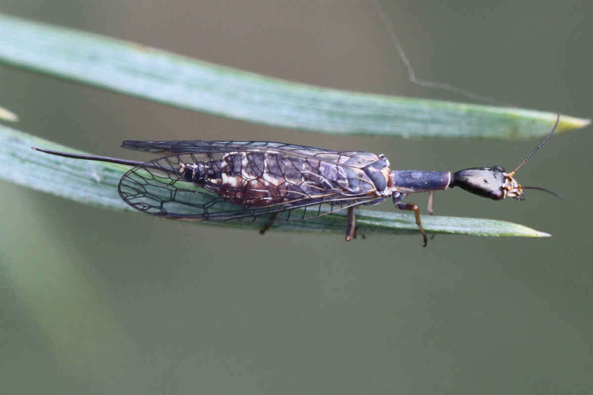 Image of snakeflies