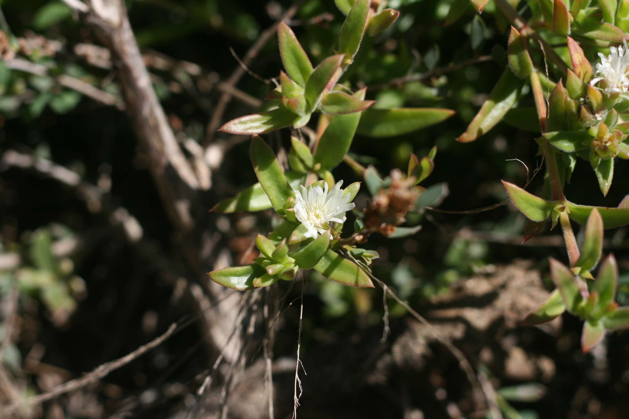 Image of Delosperma invalidum (N. E. Br.) N. E. K. Hartmann