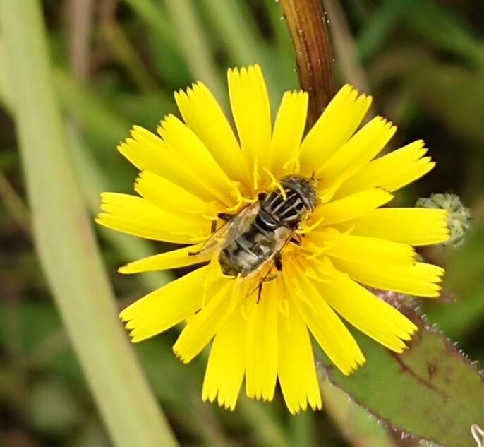 Image of Eristalinus sepulchralis (Linnaeus 1758)