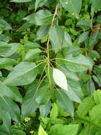 Image of Populus longifolia