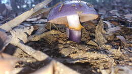 Image of Cortinarius archeri