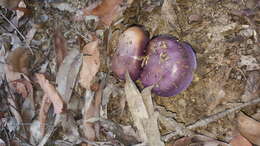 Image of Cortinarius archeri