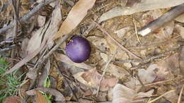 Image of Cortinarius archeri