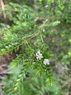 Image of Sannantha bidwillii (A. R. Bean) Peter G. Wilson