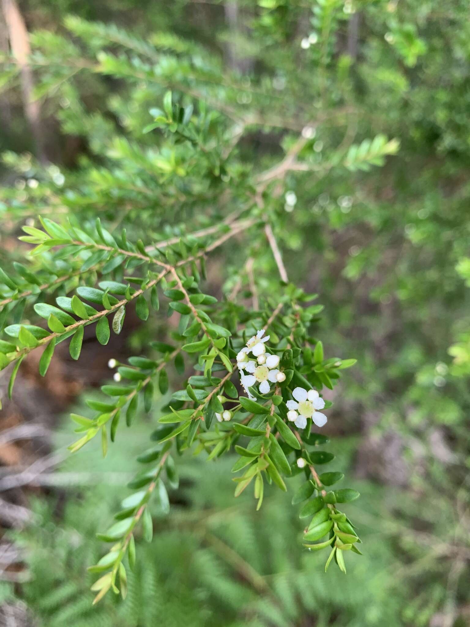 Image of Sannantha bidwillii (A. R. Bean) Peter G. Wilson