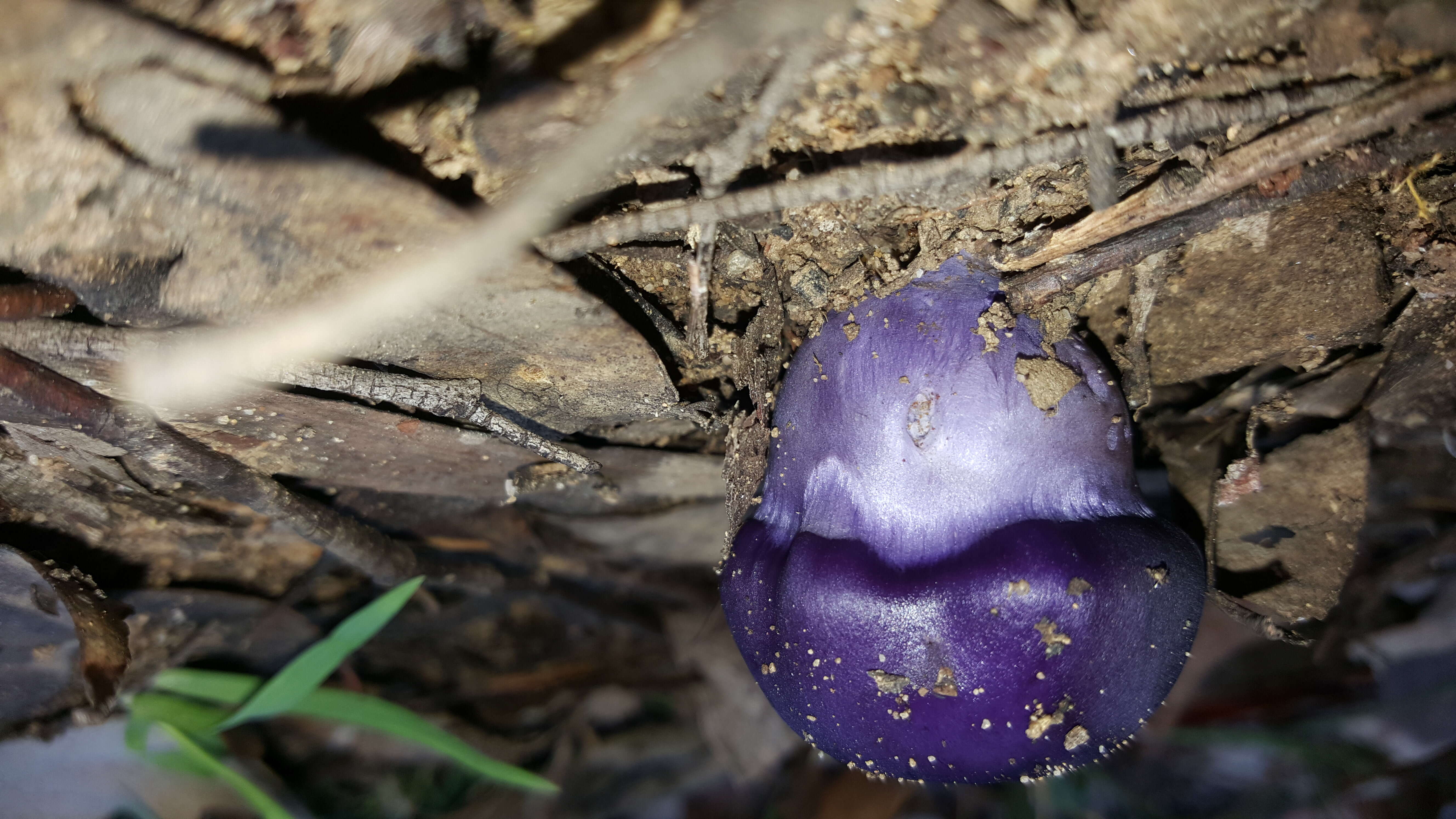 Image of Cortinarius archeri