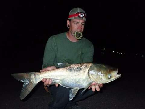 Image of silver carp