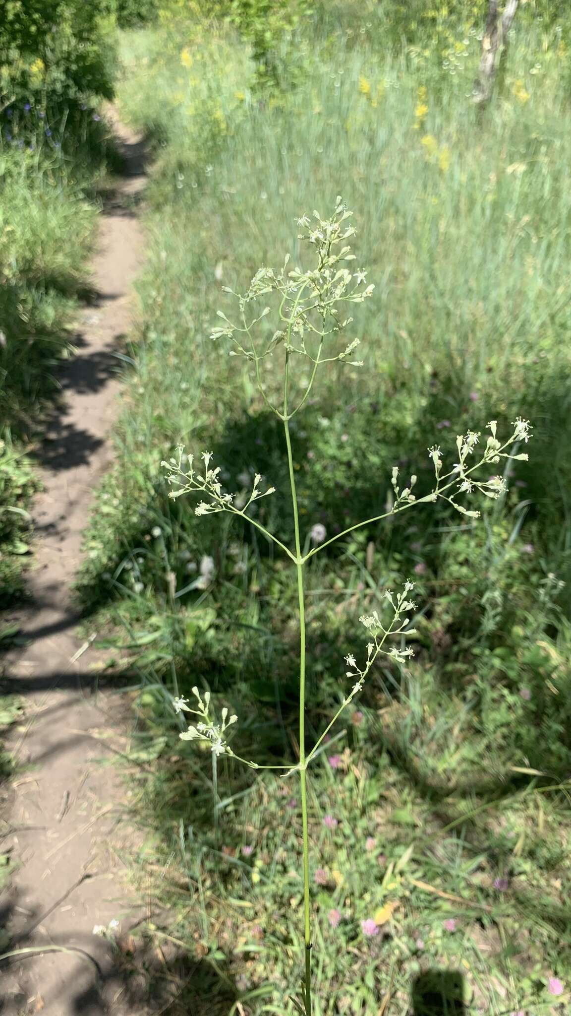 Image of Silene wolgensis (Hornem.) Otth