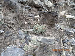 Sivun Strombocactus disciformis subsp. disciformis kuva