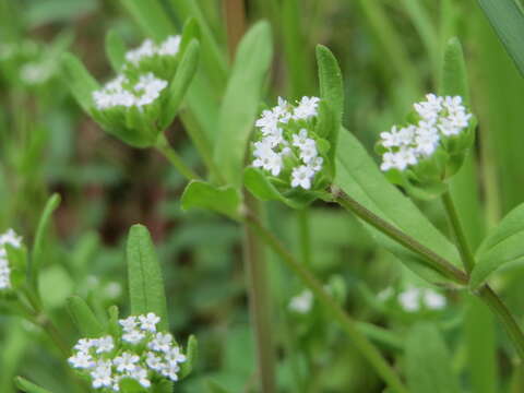 Image of Lewiston cornsalad