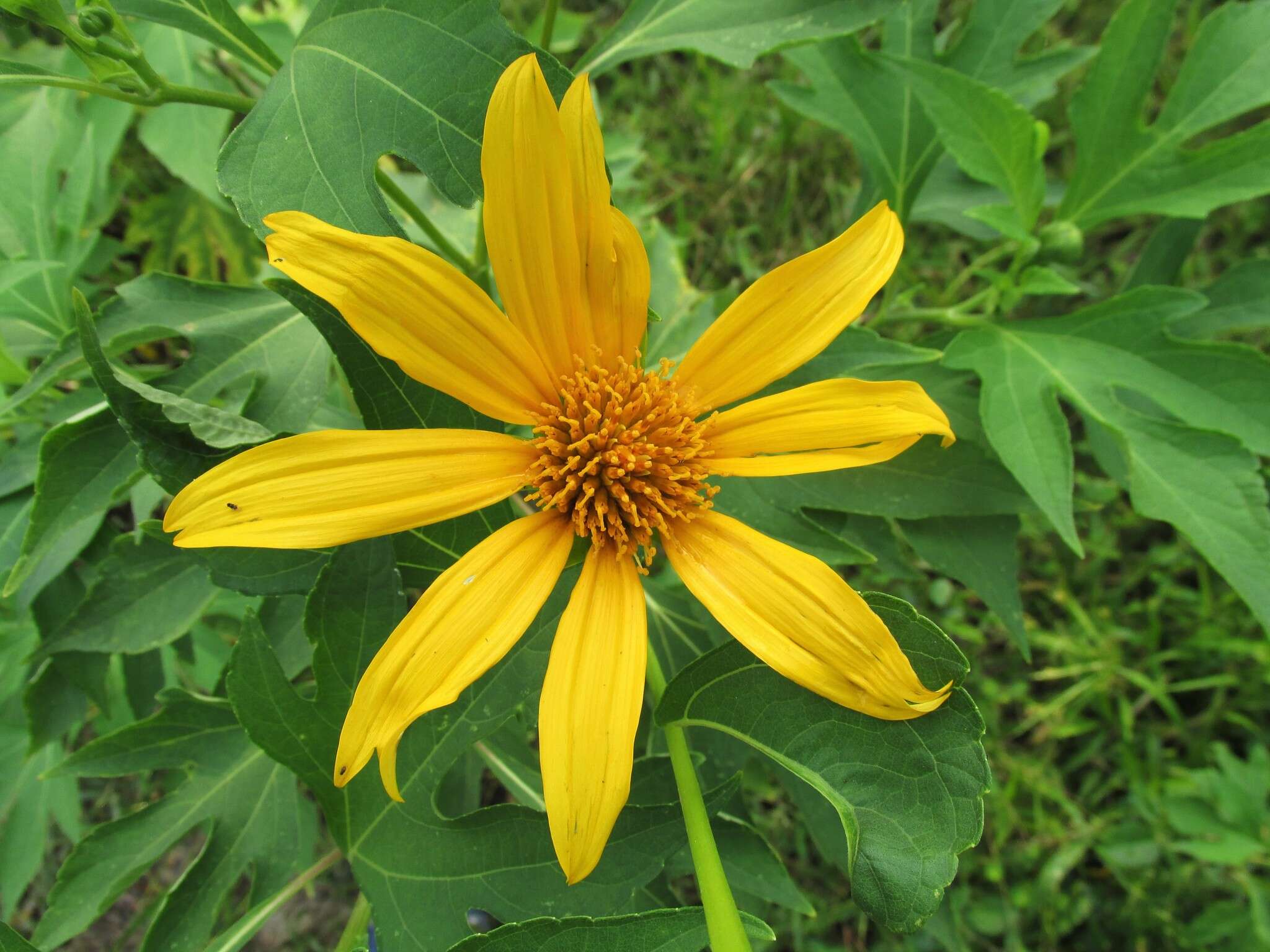 Imagem de Tithonia diversifolia (Hemsl.) A. Gray