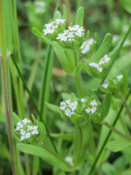 Image of Lewiston cornsalad