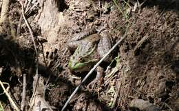 Image of Chiricahua Leopard Frog