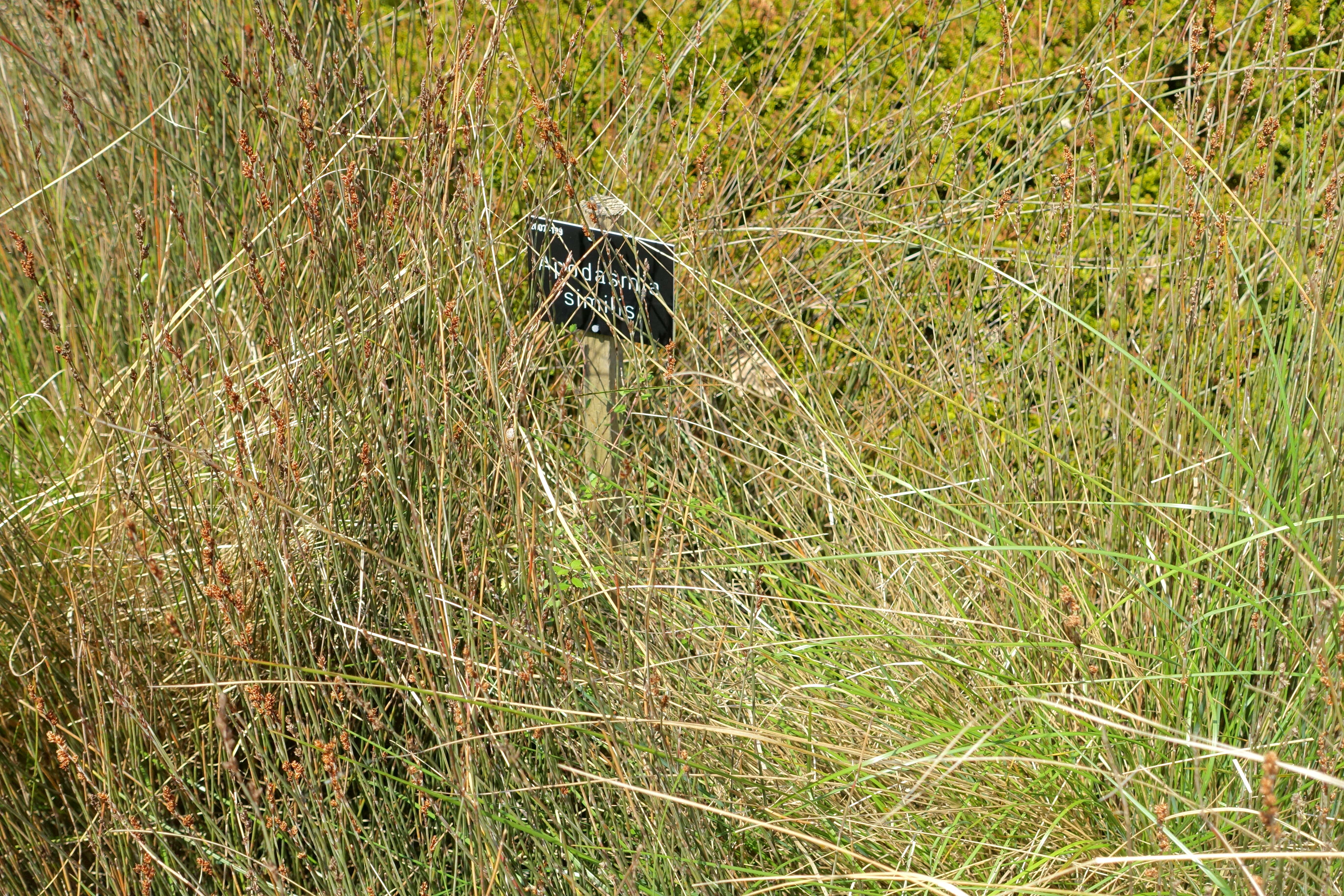 Apodasmia similis (Edgar) B. G. Briggs & L. A. S. Johnson的圖片