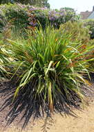 Image of mountain flax