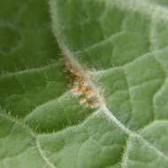 Слика од Puccinia primulae (DC.) Duby 1830