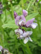 Image of bush vetch