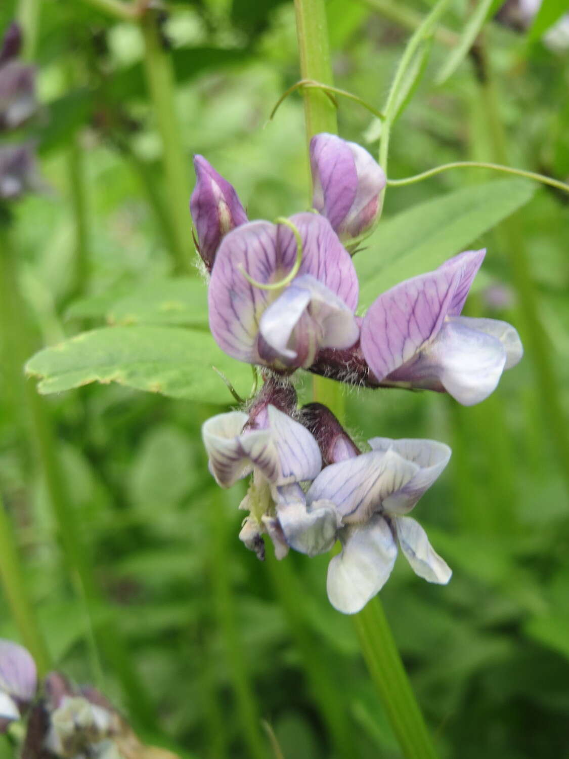 Image of bush vetch